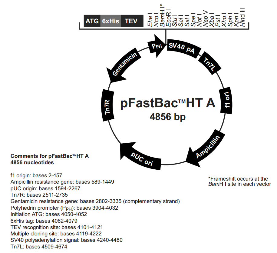 pFastBacHT A 载体图谱